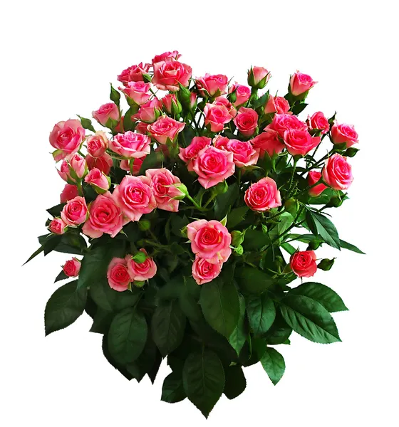 Большой букет из розовых роз — стоковое фото