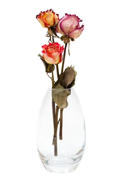 Букет из роз и сушеные — стоковое фото
