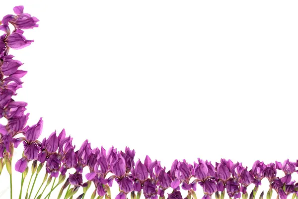 Кадр из цветов Стоковое Фото