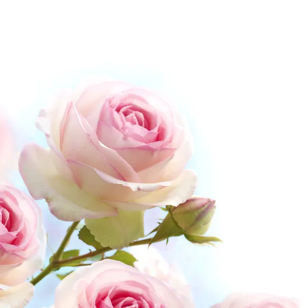 Романтические розы розовые цветы фон Стоковая Картинка