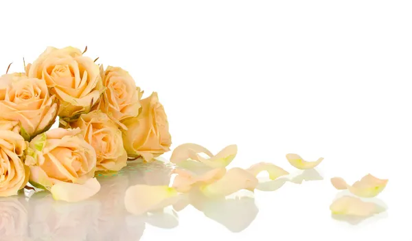 Многие розы на белом фоне — стоковое фото