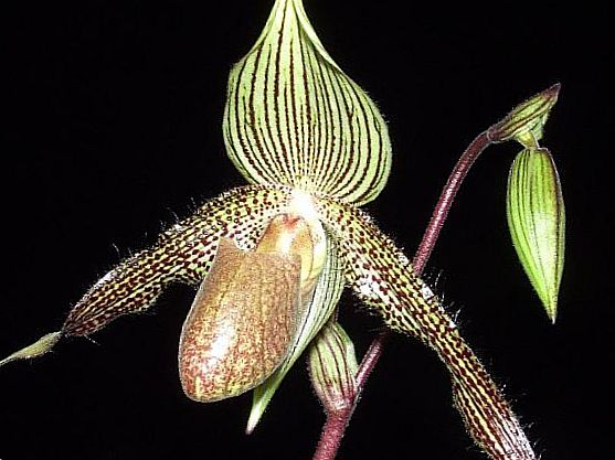 Орхидея «Золото Кинабалу»