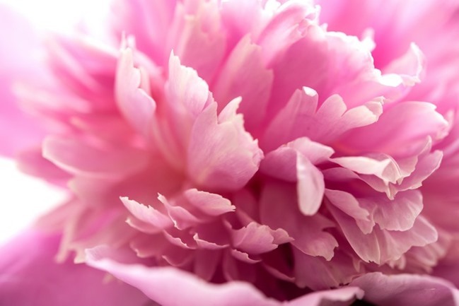 Как фотографировать цветы, съемка цветов камерой и телефоном для блога и инстаграм