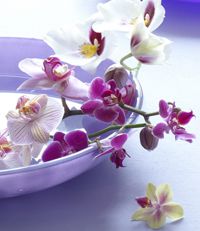 Фиолетовые орхидеи