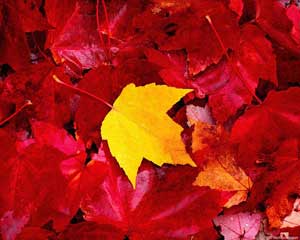 Осенний праздник в школе - Осенняя катавасия