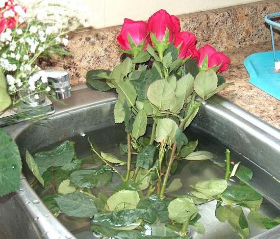 Как реанимировать розы в ванной
