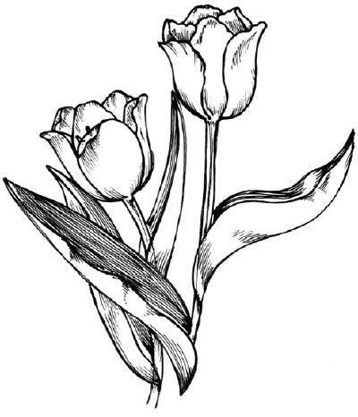 готовый рисунок тюльпана
