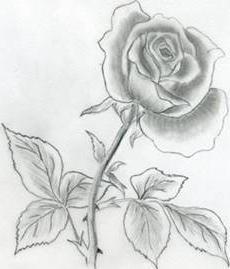 объемная роза