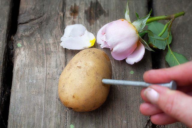 Роза в картошке способ выращивания 