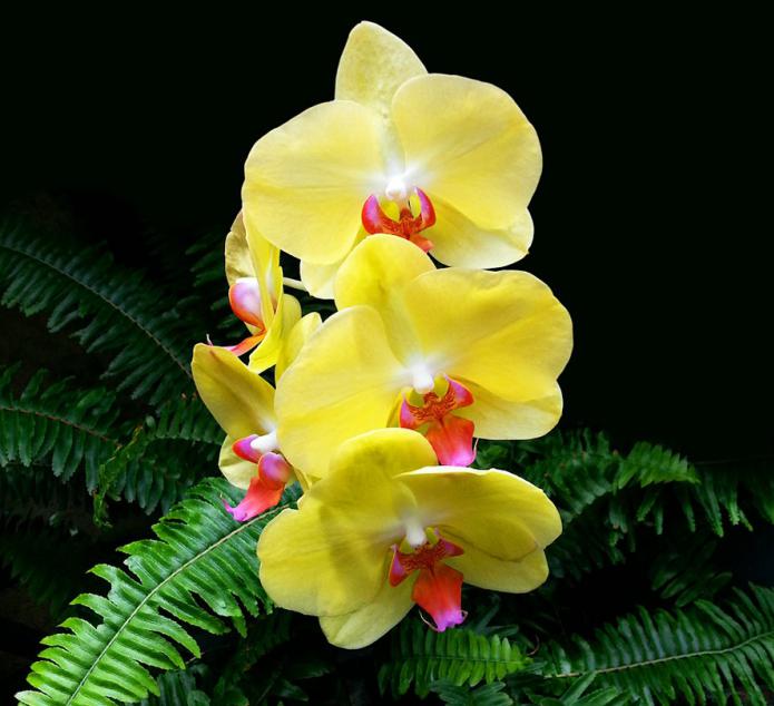 Желтые орхидеи (символ).