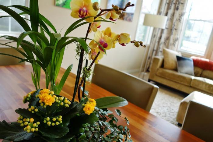 Орхидея желтая: уход.