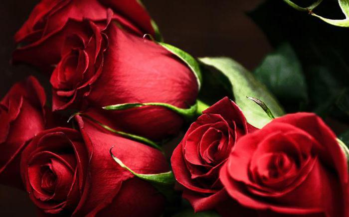 сонник букет красных роз
