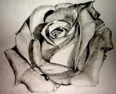 Как правильно рисовать розу карандашом