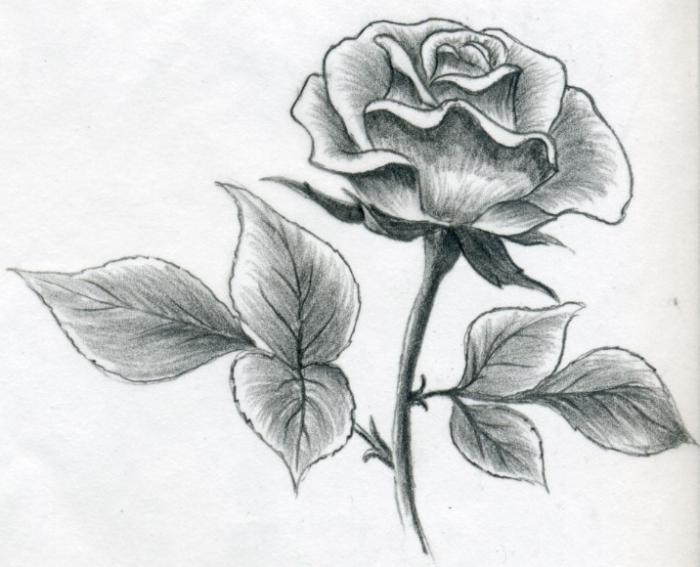 Как научиться рисовать карандашом розу