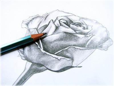 Как рисовать розу карандашом