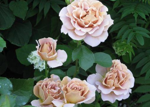 самые красивые розы в мире
