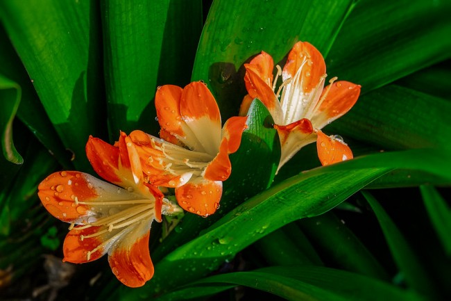 Род Альстромерия был назван Карлом Линнеем в честь своего ученика барона Класа Альстрёмера (1736—1794), шведского ботаника. Правильнее в русском языке эти цветы называть "альстрёмерия", но прижился и первый указанный здесь вариант