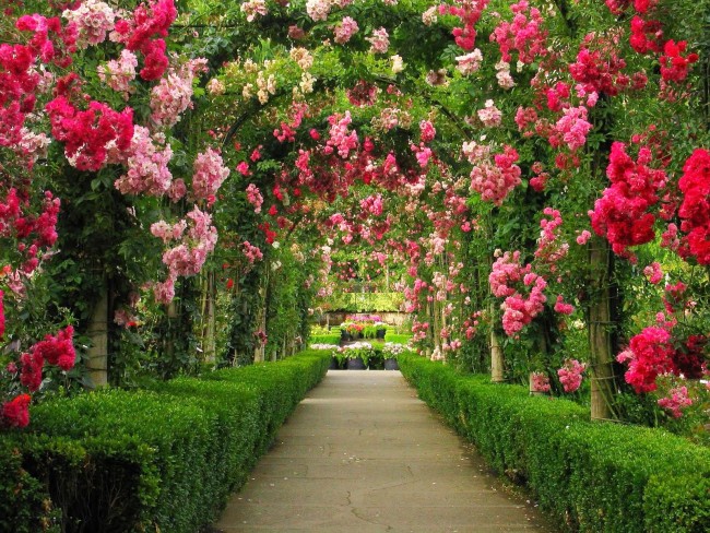 Садовая арка — это один из наиболее удобных способов для выращивания плетущихся роз
