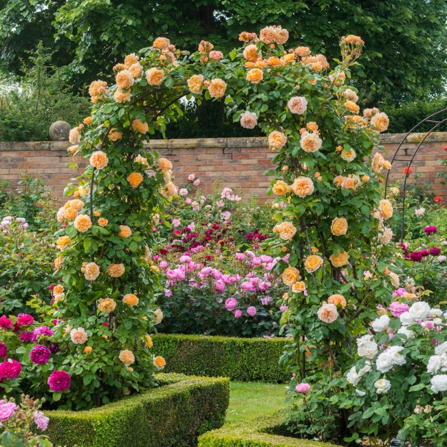 Тому, кто хоть раз видел цветущие кустовые розы, трудно удержаться от соблазна посадить их у себя в саду