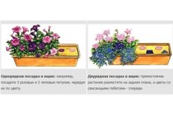 Схема посадки цветов эустомы