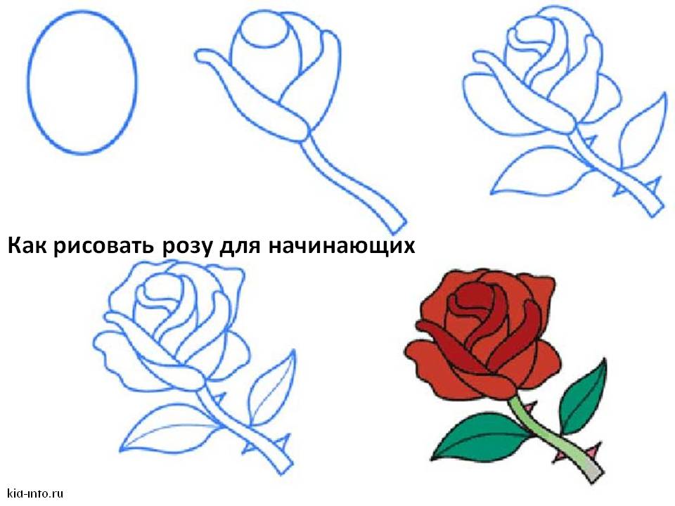 Как рисовать розу для начинающих
