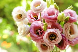 Цветы Эустома - фото красивых цветов