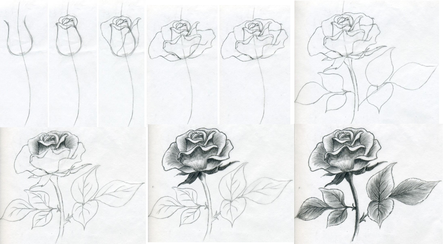 Рисование пышной розы своими руками