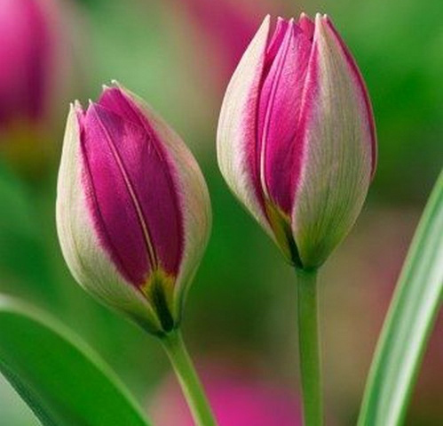 Тюльпан-персидский Pearl