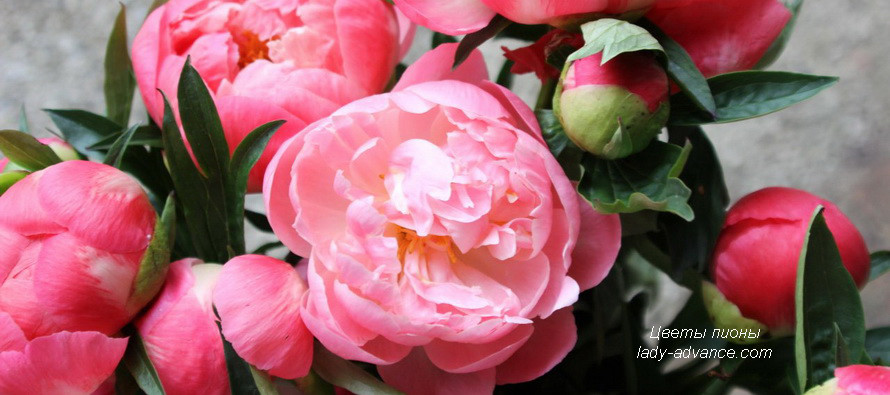 Изюминка весны – благоухающие цветы пионы. Фото