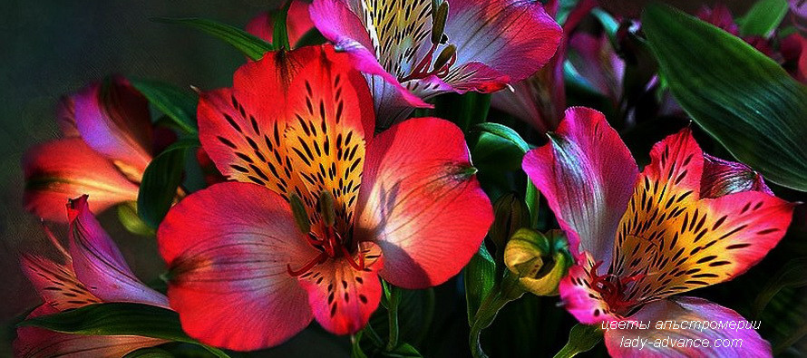 Нежные цветы альстромерии. Фото для воскресного настроения