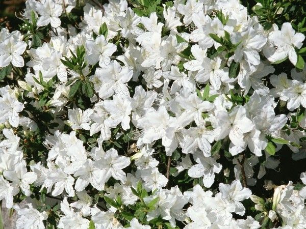 Цветы белого цвета
