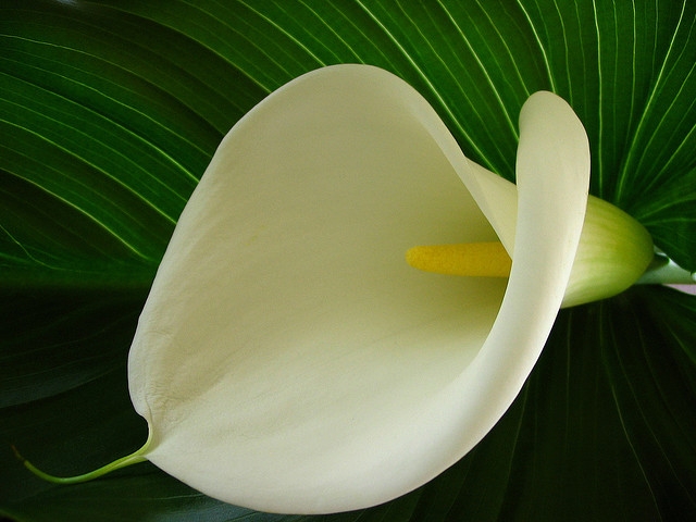Цветы белого цвета