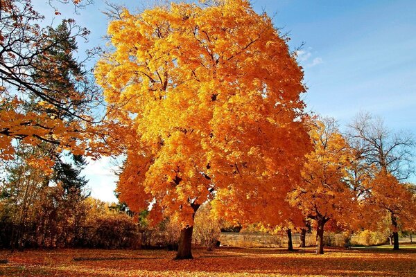 Осенние деревья в парке