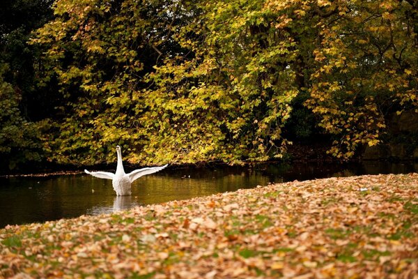 Осень деревья желтые листья лебедь на пруду