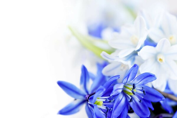 Цветы листки синие цветы hd 8 марта