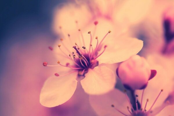 цветы цветок сакура розовое сад дерево