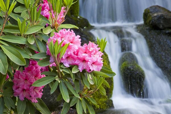 цветы ветка водопад природа розовые Олеандр макро