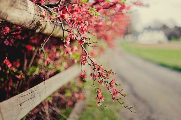 розовый ограда Айва забор веточка кусты цветы