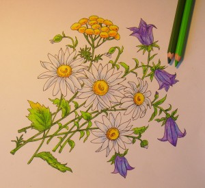 как нарисовать цветы карандашом поэтапно