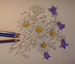 цветы нарисованные карандашом