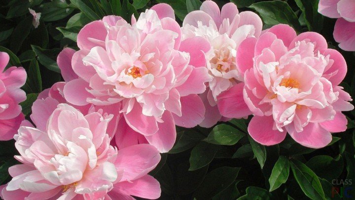 Ярко-розовые пионы в саду