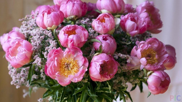 Распускающиеся розовые пионы в вазе