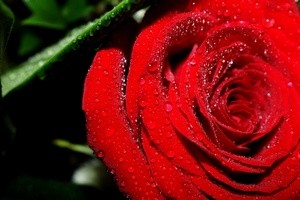 Как сохранить свежесть роз
