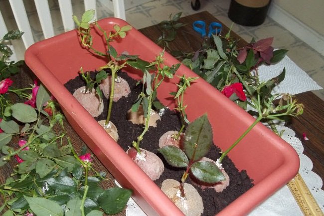 Выращивание черенка розы в картофеле