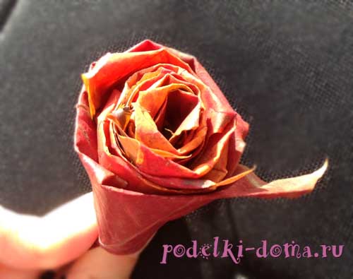 roza iz listev3
