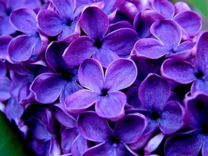 Фиолетовые цветы как символ благородства