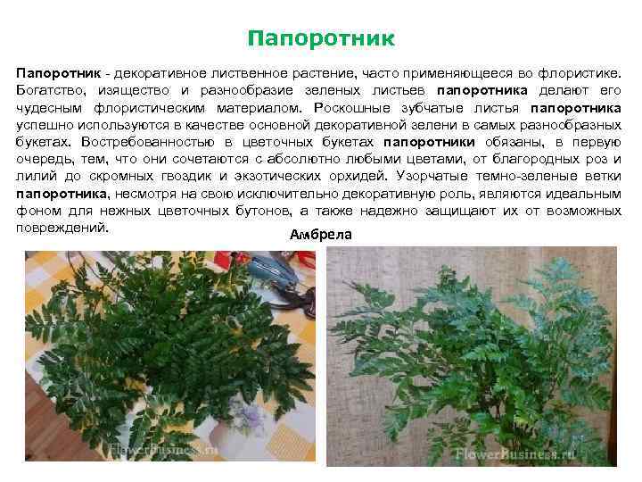 Папоротник - декоративное лиственное растение, часто применяющееся во флористике. Богатство, изящество и разнообразие зеленых