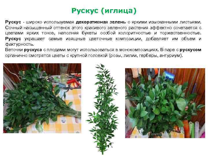 Рускус (иглица) Рускус - широко используемая декоративная зелень с яркими изысканными листьями. Сочный насыщенный