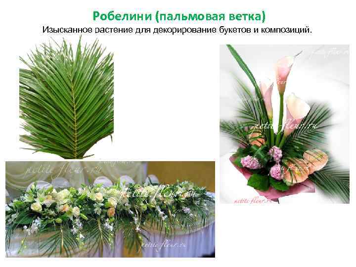 Робелини (пальмовая ветка) Изысканное растение для декорирование букетов и композиций. 