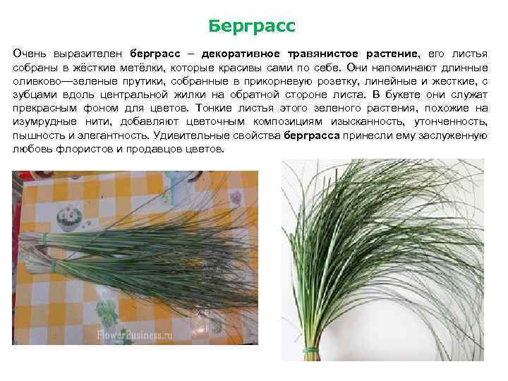 Берграсс Очень выразителен берграсс – декоративное травянистое растение, его листья собраны в жёсткие метёлки,